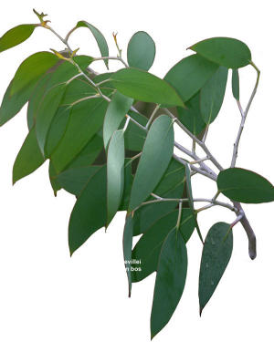 Aircomfort HDL-Eucalyptus